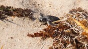 A baby sea turtle crawls over sand and clumps of seaweed
