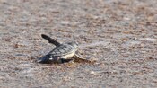 A baby sea turtle paddles into a film of ocean water washing onto the sand