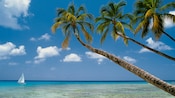 A lone sail boat sits on the horizon above shallow water while three palm trees stretch into the sky