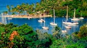Palm trees and other plant life cover the hills and coast of a cove filled by sailboats and catamarans.