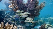 Um cardume de peixes junta-se em torno de uma planta em um recife de coral subaquático Um cardume de peixes junta-se em torno de uma planta em um recife de coral subaquático