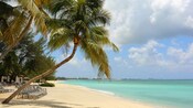Una playa con camastros, sombrillas y palmeras