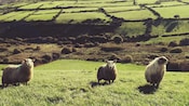 Three sheep in a grassy meadow