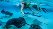 Dos personas con máscaras de esnórquel nadan entre varias mantarrayas