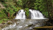 A water fall in the forest pours into a small pool before streaming off over mossy rocks and logs