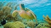 Una tortuga marina nada por aguas poco profundas con vegetación marina y corales