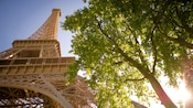 Trees next to the Eiffel Tower