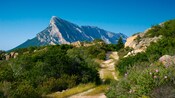 A mountain and a trail path surrounded by foliage