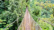 A suspension bridge runs through the treetops of a rainforest