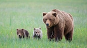 A family of bears