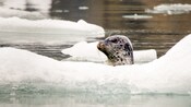 A seal sticking its head out of the water amid floating ice