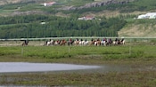 A group of horseback riders treking through the countryside