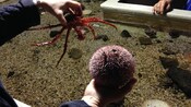 A person holds a crab in their left hand and sea urchin in their right hand above a tide pool