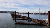 A marina with sea lions, a few ships near a forested coastline and a bridge