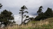 A misty coastline with trees and shrubbery