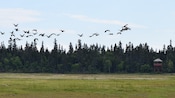 A flock of birds flies over marshlands near a forest with a water tower