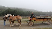 A coachman sitting behind the reins of a horse carriage