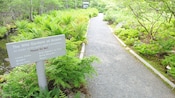 Ferns grow along a stream near a path and a sign that reads The Wild Gardens of Acadia An Exhibit of the Park's Plant Communities
