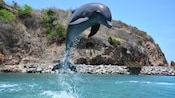 A dolphin jumping out of the water in an enclosed natural cove