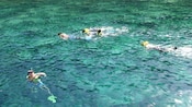 Four divers swim at the surface of the water wearing snorkeling masks