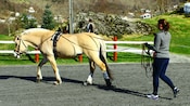 A woman holding reins walks behind a Norwegian horse on a dirt road