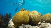 A woman swimming near coral