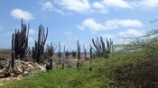 Cactus altos distribuidos en un paisaje lleno de arbustos