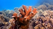 A coral reef