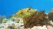 A fish near coral