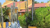 Cactus y arbustos cerca de una casa