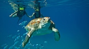 Uma tartaruga marinha nada, seguida por 2 mergulhadores admiradores