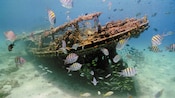 A piece of ancient ship wreckage is covered in barnacles and surrounded by small fish