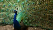 A peacock displays its tail, spreading its patterned feathers in a wide fan