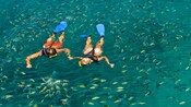 A couple wearing snorkels swims with their faces under water to look at the tropical fish all around them
