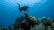 Woman in scuba gear floats above branches and fans of coral growth