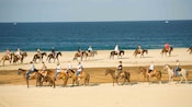 A group of horseback riders traverse an unspoiled shoreline on the Pacific Coast of Baja California