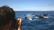 A man takes a photograph of a pod of orcas on the surface of the ocean