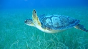 Uma tartaruga marinha nada debaixo d’água