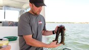 A man on a boat holds up two lobsters