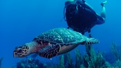 A diver follows a sea turtle below the surface