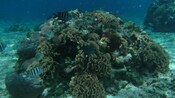 Fish swim around a coral reef underwater