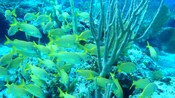A school of fish swim around some coral