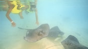 A snorkeling couple float above a three some of stingrays and fish