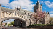 Cherry blossoms in full bloom in front of Christ Church Cathedral