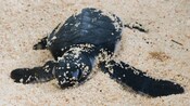 Una tortuga marina pequeña en la arena