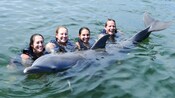 Quatro turistas sorriem enquanto posam com um golfinho dentro da água até o ombro