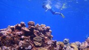 A boy in snorkel vest, mask and fins floats at the water's surface observing the marine life below