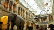 Glasgow City & Kelvingrove Gallery: Adult Port Adventure | Disney Cruise Line