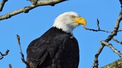 Un águila calva posada en una rama