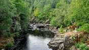A forest area featuring rocks and a river